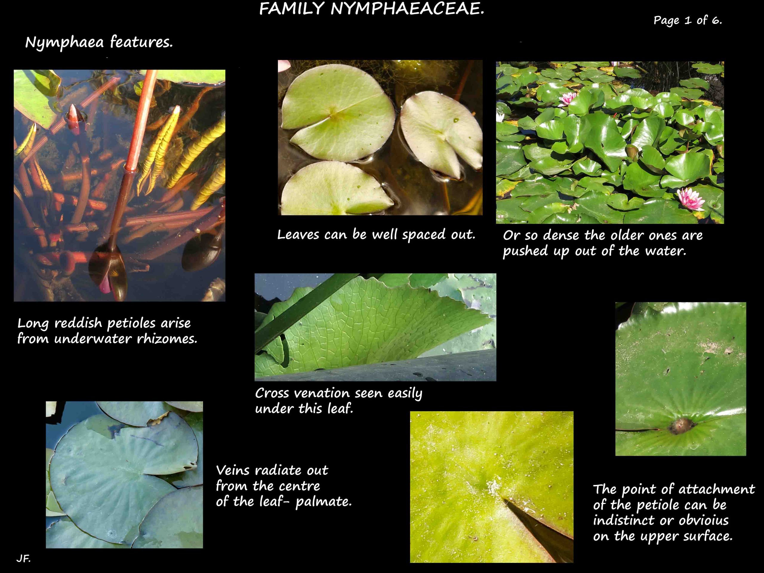 1 Nymphaea leaves